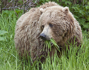 Wall Art - Photograph - A Female Brown Bear Feeds On Sedge by Ken Baehr