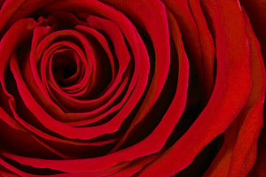 Wall Art - Photograph - A Rose For Valentine's Day by Adam Romanowicz