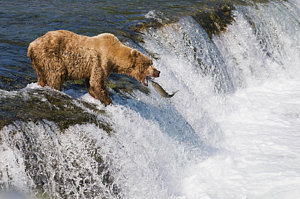 Wall Art - Photograph - Adult Brown Bear Fishing For Salmon by Kenneth Whitten