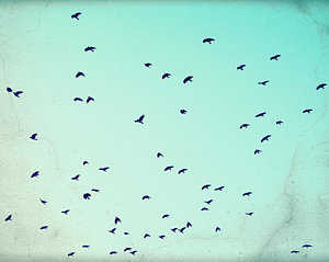 Wall Art - Photograph - As The Crows Fly by Lupen  Grainne