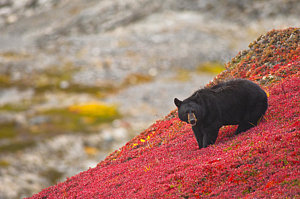 Wall Art - Photograph - Black Bear Foraging For Berries On A by Michael Jones