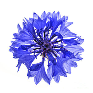 Wall Art - Photograph - Blue Cornflower Flower by Elena Elisseeva