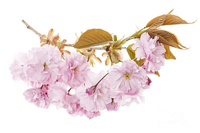 Wall Art - Photograph - Branch With Cherry Blossoms by Elena Elisseeva
