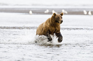Wall Art - Photograph - Brown Bear Chasing Salmon by William H Mullins