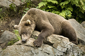 Wall Art - Photograph - Brown Bear Resting On A Rock In The Sun by Jim Kohl