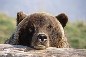 Wall Art - Photograph - Brown Bear Resting On Log Alaska by Doug Lindstrand
