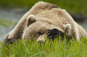 Wall Art - Photograph - Brown Bear Resting On Sedge Grass With by Joshua Borough