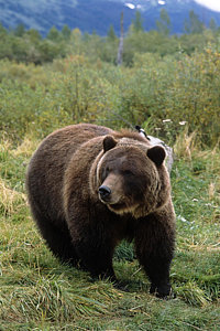 Wall Art - Photograph - Captive Grizzly Bear At The Alaska by Doug Lindstrand