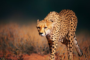 Wall Art - Photograph - Cheetah Approaching From The Front by Johan Swanepoel