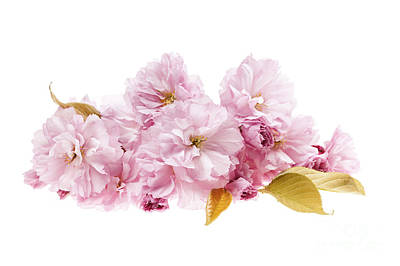 Wall Art - Photograph - Cherry Blossoms Arrangement by Elena Elisseeva