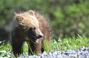 Wall Art - Photograph - Close-up Of Grizzly Bear Ursus Arctos by Kenneth Whitten