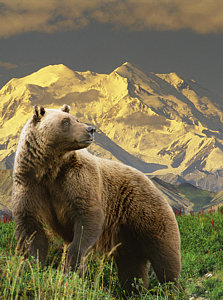 Wall Art - Photograph - Composite Grizzly Stands On Tundra With by Michael Jones