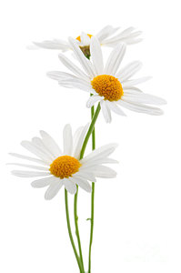 Wall Art - Photograph - Daisies On White Background by Elena Elisseeva