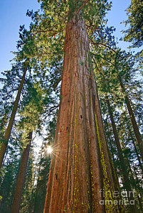 Wall Art - Photograph - Giant Sequoia Trees Of Tuolumne Grove In Yosemite National Park. by Jamie Pham