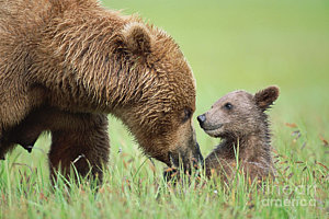 Wall Art - Photograph - Grizzly Bear And Cub In Katmai by Yva Momatiuk John Eastcott