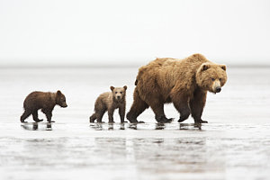 Wall Art - Photograph - Grizzly Bear Mother And Cubs Lake Clark by Richard Garvey-Williams