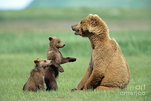 Wall Art - Photograph - Grizzly Cubs Trying To Play With Mother by Yva Momatiuk and John Eastcott