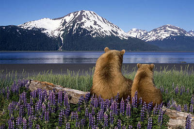Wall Art - Photograph - Grizzly Sow & Cub Sit On Log & View by Composite Image
