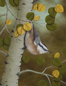 Painting - Hanging Around-red Breasted Nuthatch by Rick Bainbridge