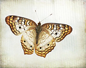 Wall Art - Photograph - Illuminated Wings by Lupen  Grainne