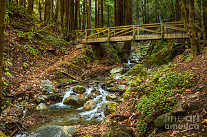 Wall Art - Photograph - In The Forest - Limekiln State Park In California by Jamie Pham
