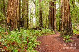 Wall Art - Photograph - Jedediah Trail - Massive Giant Redwoods Sequoia Sempervirens In Redwoods National Park. by Jamie Pham