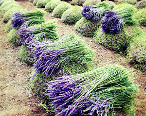 Wall Art - Photograph - Lavender Harvest by Lupen  Grainne