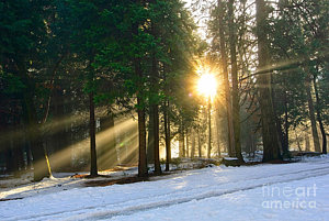 Wall Art - Photograph - Let There Be Light - Sun Beams Pouring Through A Forest Scene. by Jamie Pham