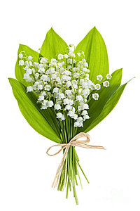 Wall Art - Photograph - Lily-of-the-valley Bouquet by Elena Elisseeva