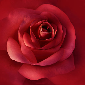 Wall Art - Photograph - Luminous Scarlet Rose Flower by Jennie Marie Schell