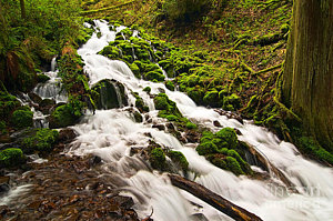 Wall Art - Photograph - Mossy River Flowing. by Jamie Pham