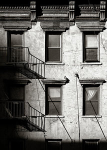 Wall Art - Photograph - Pigeon by Dave Bowman