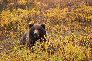 Wall Art - Photograph - Portrait Of An Adult Brown Bear Amongst by Lynn Wegener