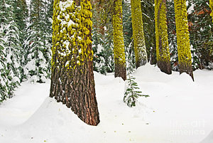 Wall Art - Photograph - Potential - Winter Scene Of Badger Pass In Yosemite National Park by Jamie Pham