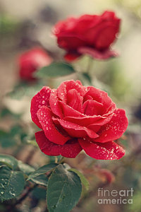 Wall Art - Photograph - Red Rose After Rain by Diana Kraleva