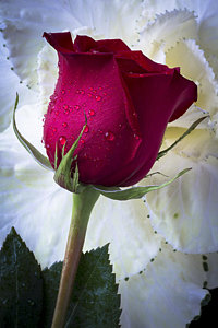 Wall Art - Photograph - Red Rose And Kale Flower by Garry Gay
