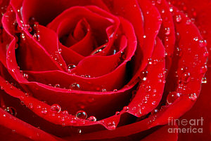 Wall Art - Photograph - Red Rose by Elena Elisseeva