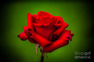 Wall Art - Photograph - Red Rose Green Background by Az Jackson