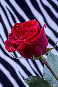 Wall Art - Photograph - Red Rose With Stripes by Garry Gay