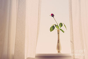 Wall Art - Photograph - Rose In The Window by Diane Diederich