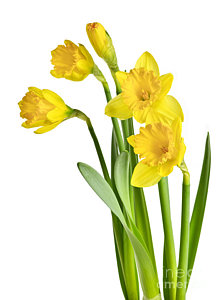 Wall Art - Photograph - Spring Yellow Daffodils by Elena Elisseeva