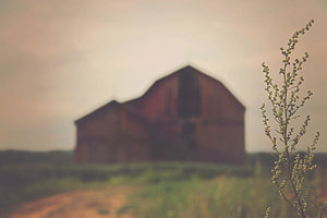 Wall Art - Photograph - The Barn Daylight Version by Carrie Ann Grippo-Pike