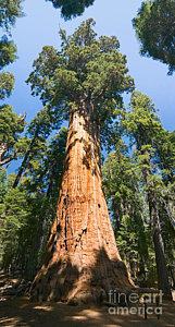 Wall Art - Photograph - The President - Very Large And Old Sequoia Tree At Sequoia National Park. by Jamie Pham