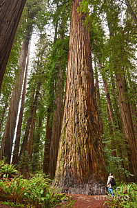 Wall Art - Photograph - The Survivor - Massive Redwoods Sequoia Sempervirens In Redwoods National Park Named Stout Tree. by Jamie Pham
