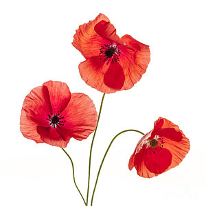 Wall Art - Photograph - Three Red Poppies by Elena Elisseeva