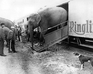 Wall Art - Photograph - Vintage Circus Elephant Unloading by Retro Images Archive