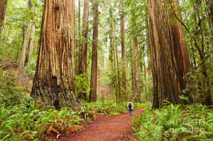 Wall Art - Photograph - Walk Among Giants - Massive Redwoods Sequoia Sempervirens In Redwoods National Park. by Jamie Pham