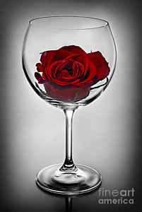 Wall Art - Photograph - Wine Glass With Rose by Elena Elisseeva