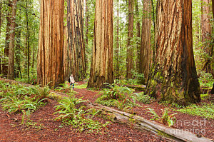 Wall Art - Photograph - Witness History - Massive Giant Redwoods Sequoia Sempervirens In Redwood National Park. by Jamie Pham