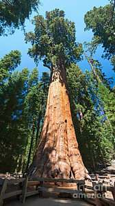 Wall Art - Photograph - World Famous General Sherman Sequoia Tree In Sequoia National Park. by Jamie Pham